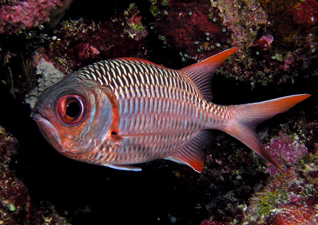 Myripristis violacea (Pesce soldato viola)